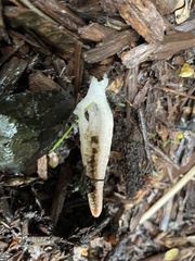 Pseudocolus fusiformis