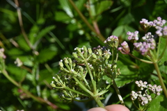 Ligusticum scothicum hultenii