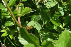 Trifolium wormskioldii