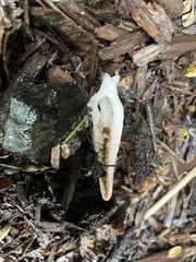 Pseudocolus fusiformis