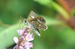 Dardarina dardaris