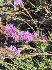 Liatris chapmanii