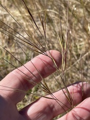 Aristida tuberculosa