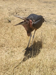 Leptoptilos crumenifer