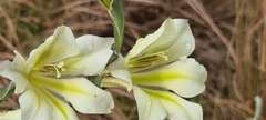 Gladiolus tristis