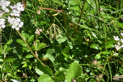 Trifolium wormskioldii