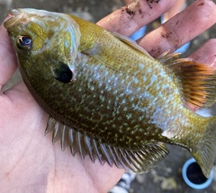 Lepomis macrochirus × cyanellus