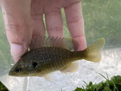 Lepomis macrochirus × cyanellus