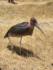 Leptoptilos crumenifer