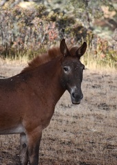Equus asinus × caballus
