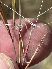 Aristida tuberculosa