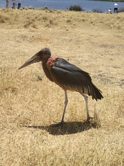 Leptoptilos crumenifer