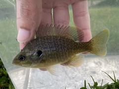 Lepomis macrochirus × cyanellus