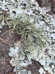 Usnea hirta