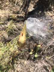 Lygaeus kalmii