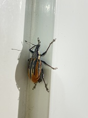 Diaprepes abbreviatus