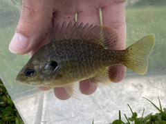 Lepomis macrochirus × cyanellus