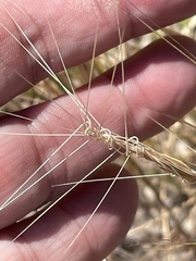 Aristida tuberculosa