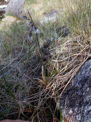 Eriophorum angustifolium