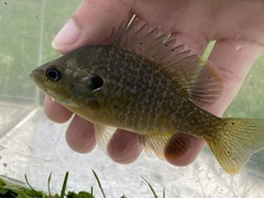 Lepomis macrochirus × cyanellus