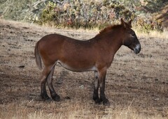 Equus asinus × caballus