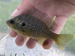 Lepomis macrochirus × cyanellus
