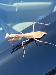 Stagmomantis