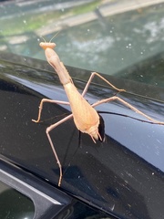 Stagmomantis