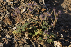 Phacelia crenulata crenulata
