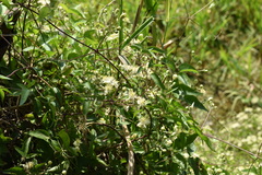 Clematis montevidensis