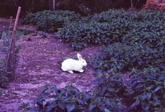 Oryctolagus cuniculus domesticus