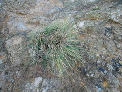 Poa astonii