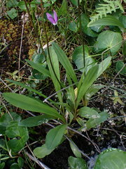 Primula jeffreyi