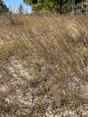 Aristida tuberculosa
