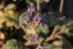 Phacelia crenulata crenulata