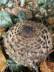 Chlorophyllum rhacodes
