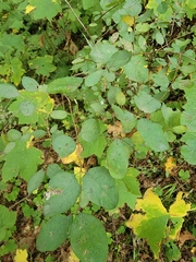 Symphoricarpos albus