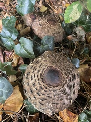 Chlorophyllum rhacodes