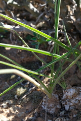 Albuca viscosa