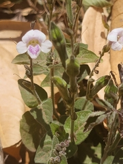 Asystasia intrusa image