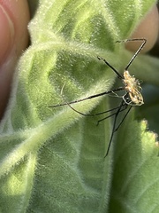 Zelus longipes