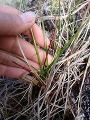 Eriophorum angustifolium