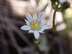Gentiana douglasiana