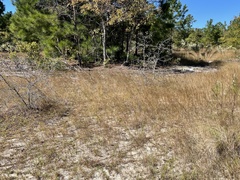 Aristida tuberculosa