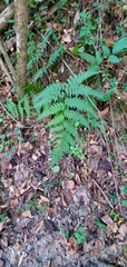 Osmunda claytoniana