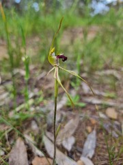 Caladenia parva