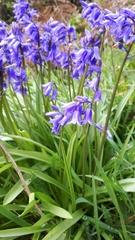 Hyacinthoides