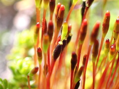 Tetraplodon mnioides