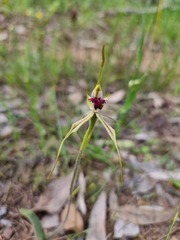 Caladenia parva