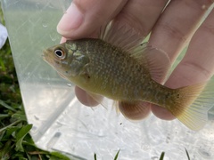 Lepomis macrochirus × cyanellus